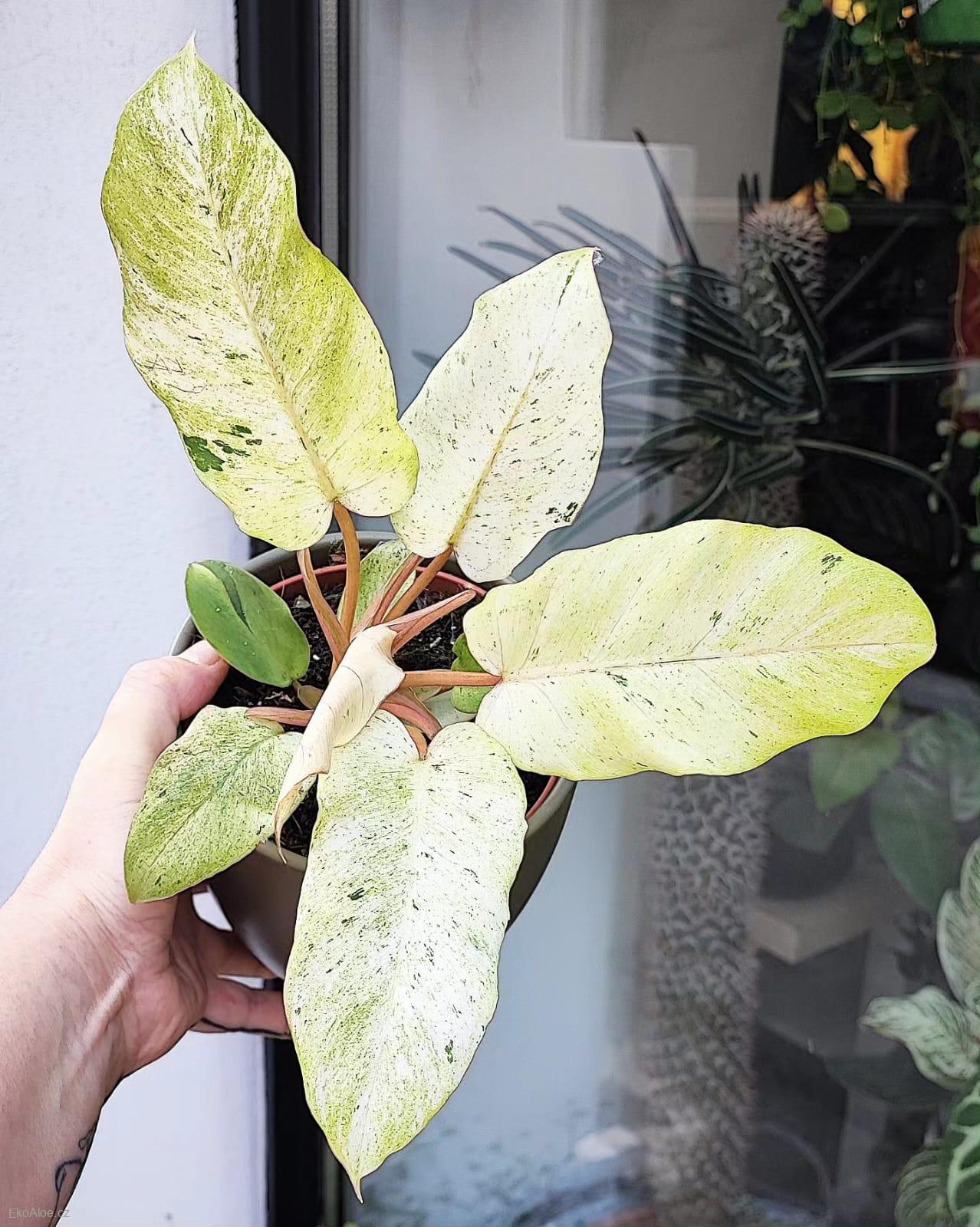 Philodendron Snowdrift