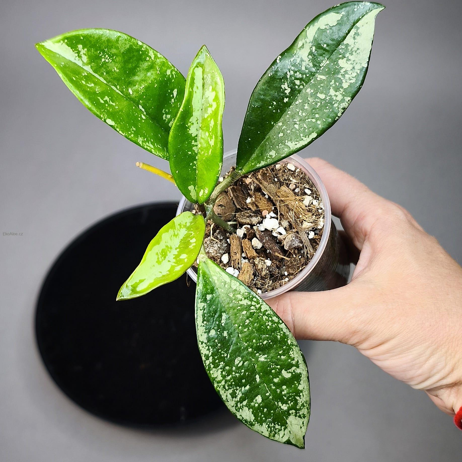 Hoya AH  074 Clone 2