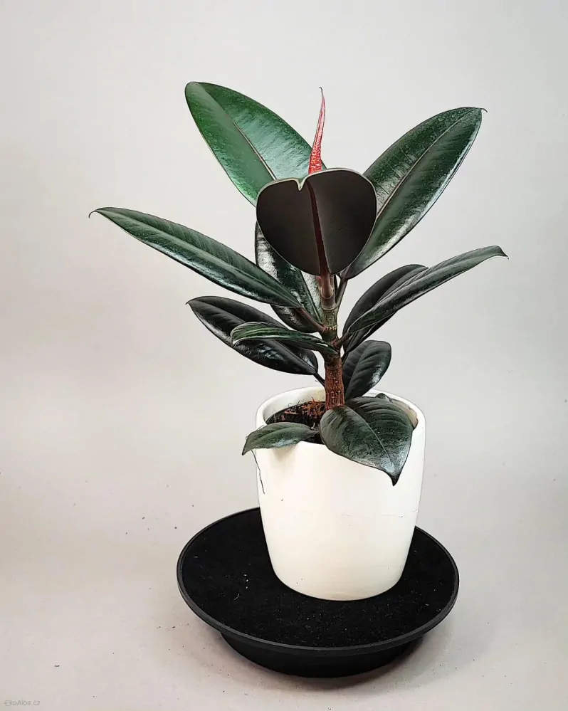 Ficus elastica Burgundy
