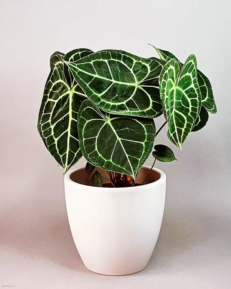 Anthurium clarinervum XL
