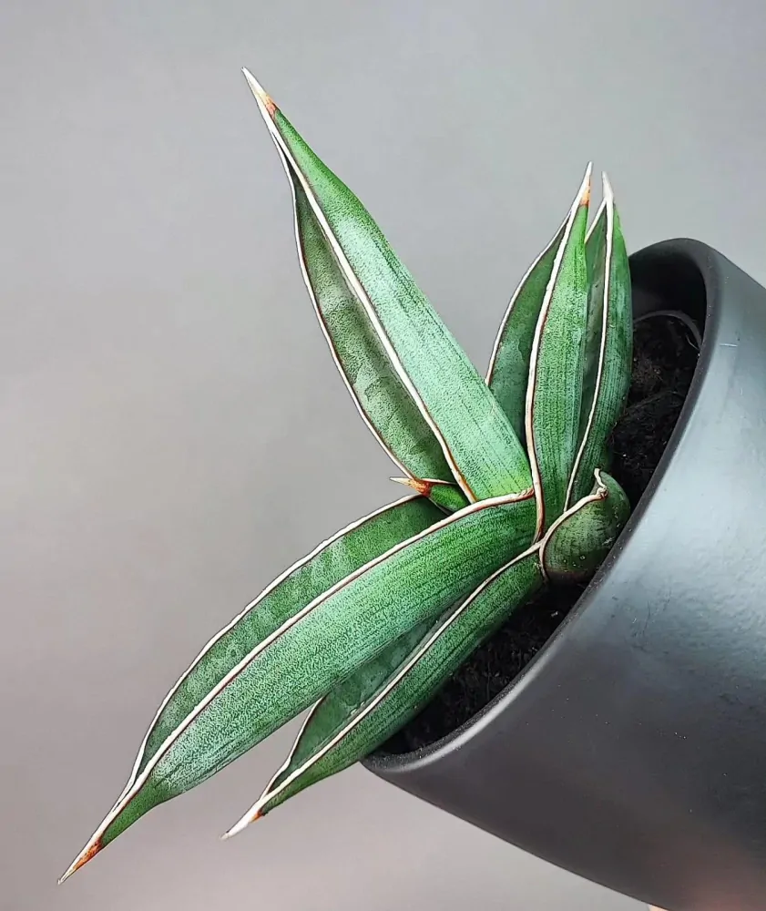 Sansevieria Almond Silver