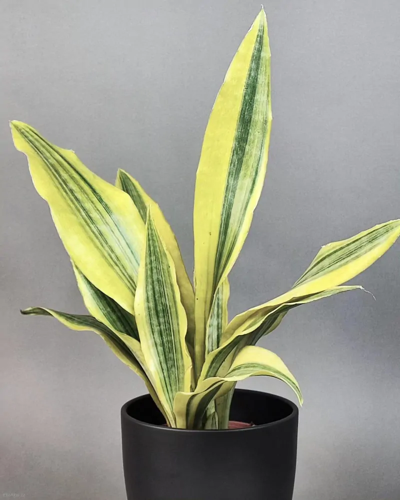 Sansevieria aubrytiana Yellowstone
