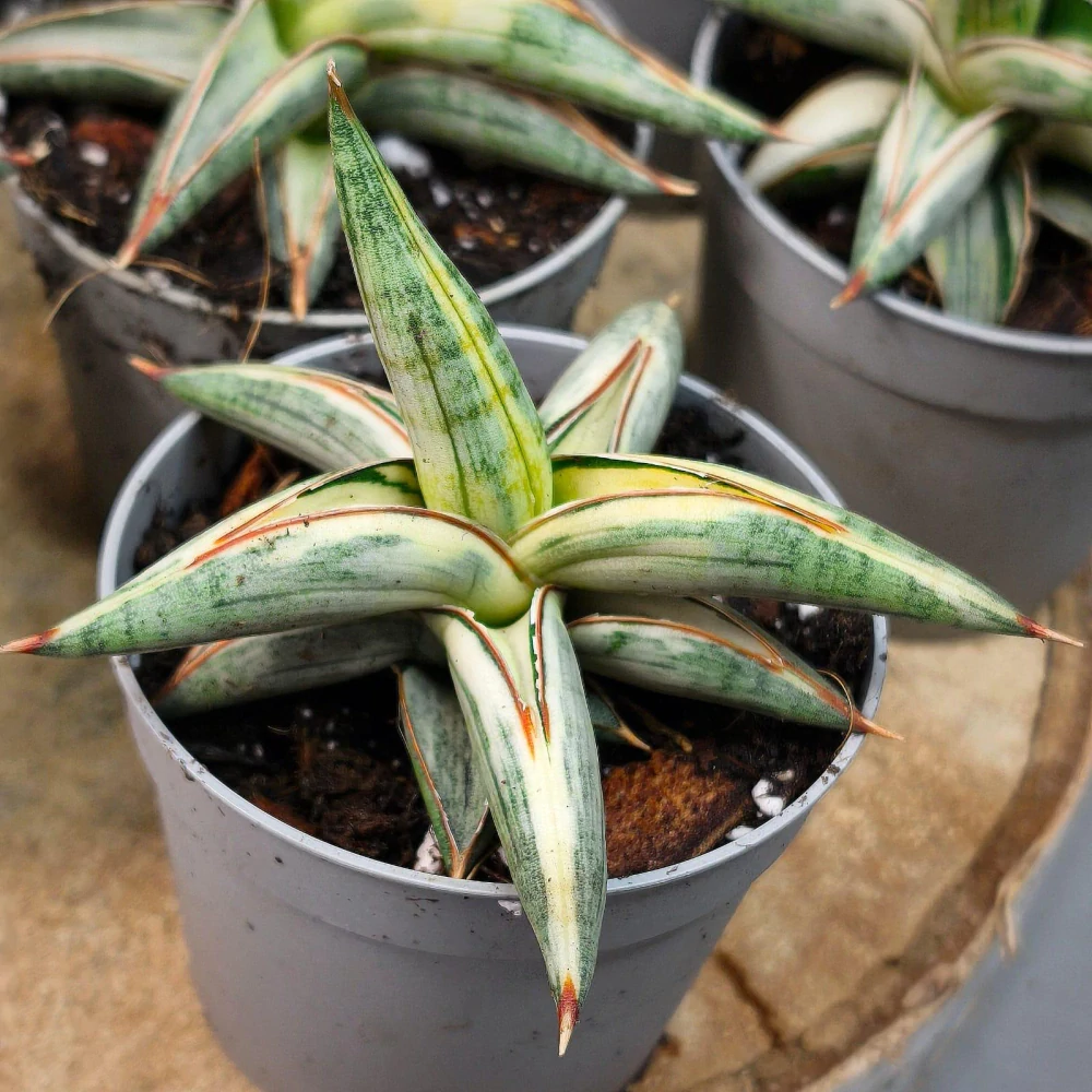 Sansevieria ‚Blue Clone‘ white variegated