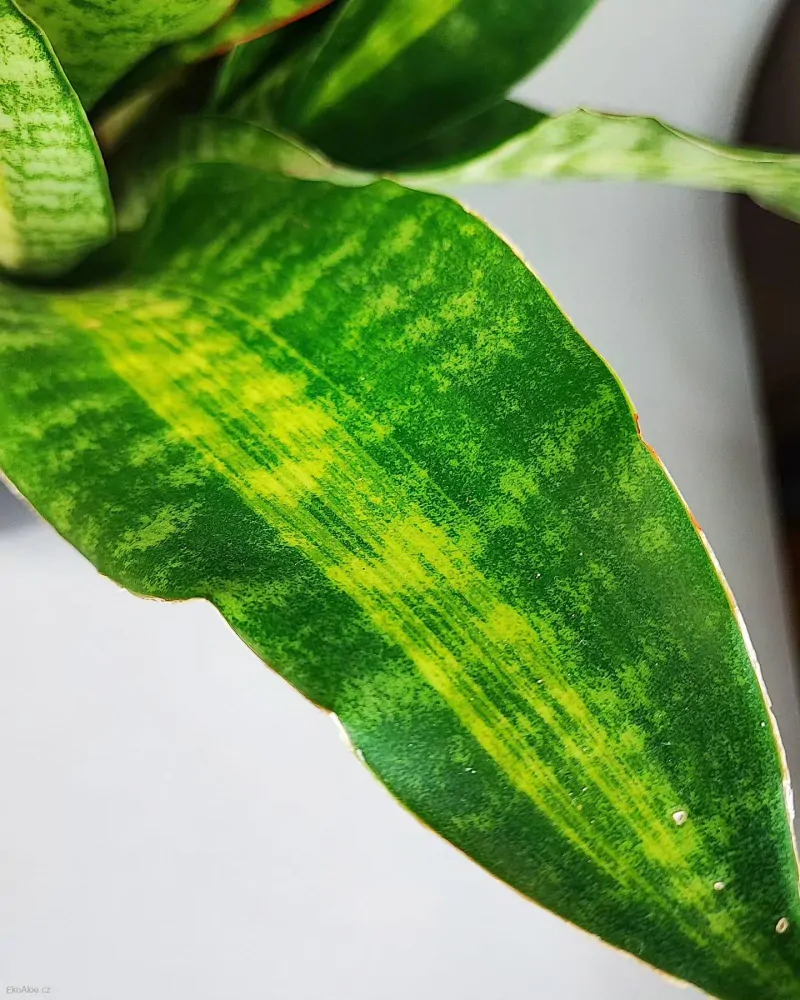Sansevieria aubrytiana Nite Lite
