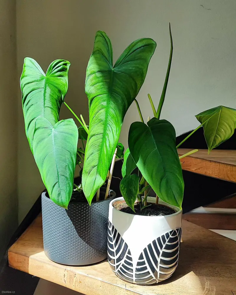 Philodendron sharoniae