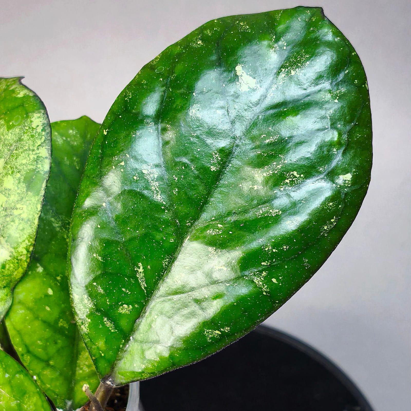 Hoya patcharawalai seelding silver splash