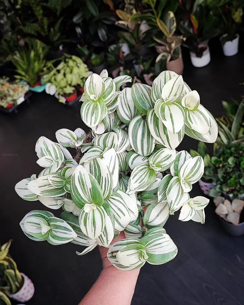 Tradescantie Brightness