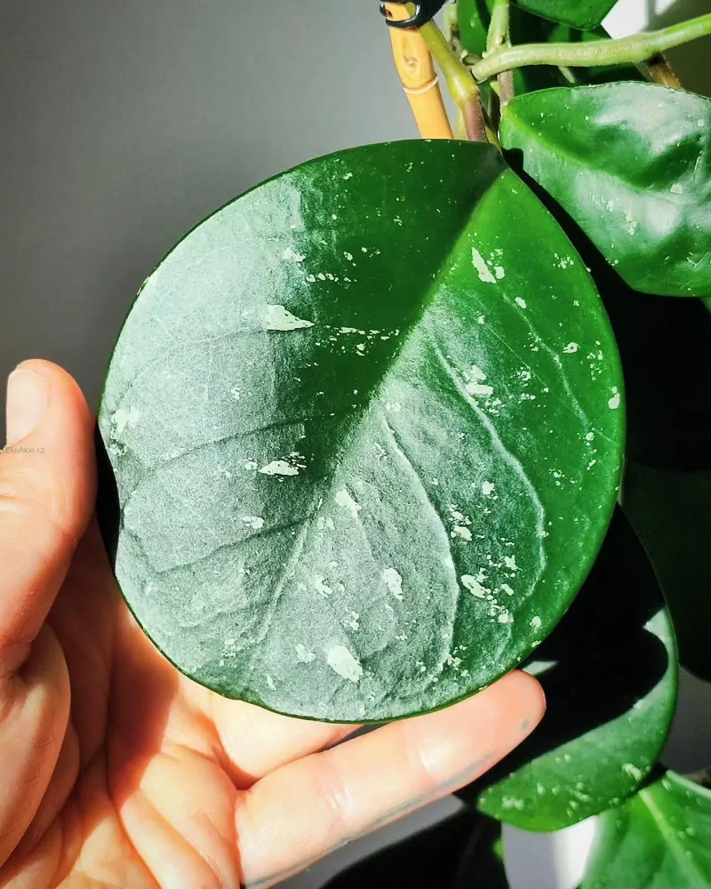 Hoya David's Green Cup řízek k zakořenění
