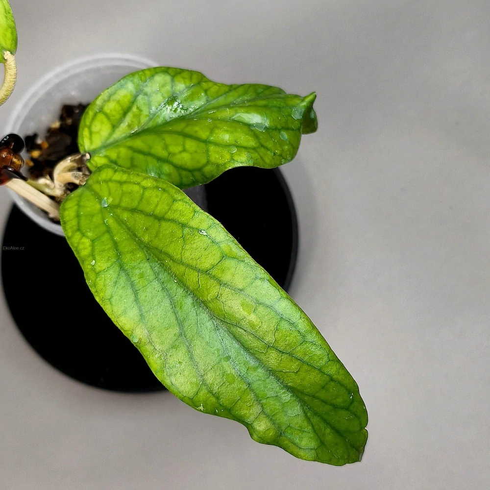 Hoya parasitica Black Margin splash