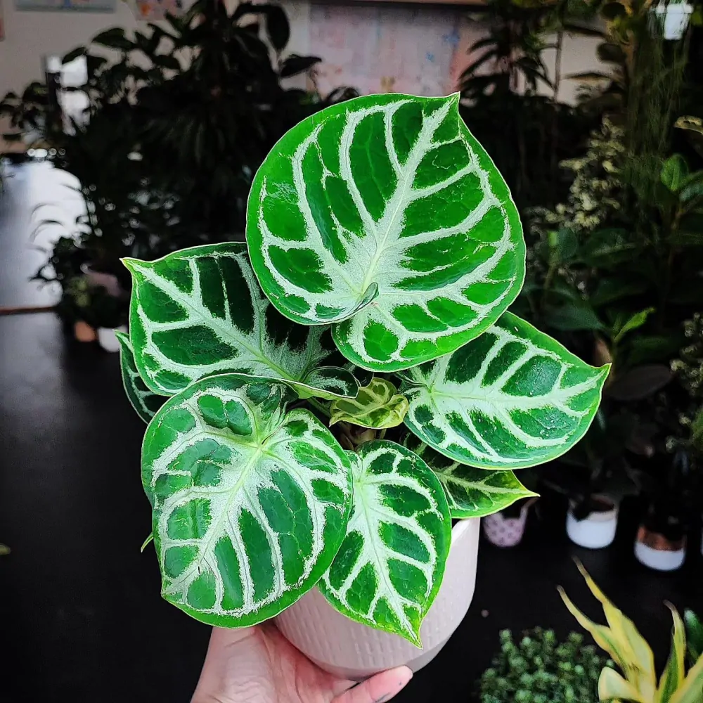 Anthurium dorayaki x silver blush