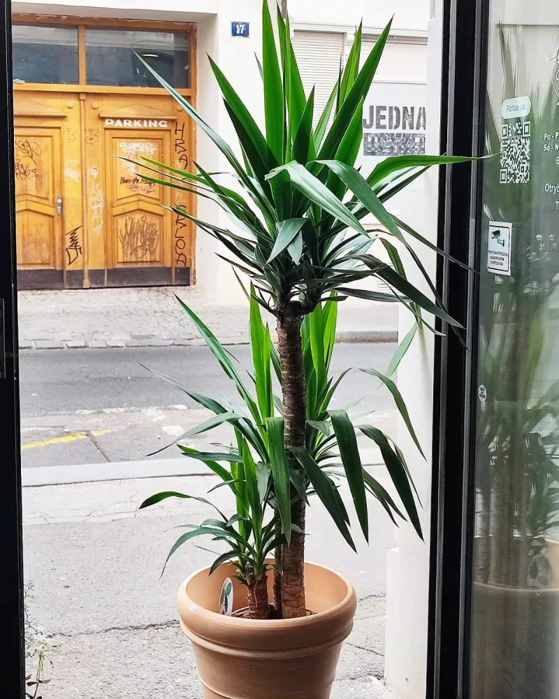 Yucca elephantipes (Juka obrovská)