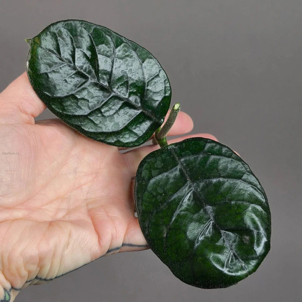 Hoya villosa Cao Bang Vietnam řízek k zakořenění.
