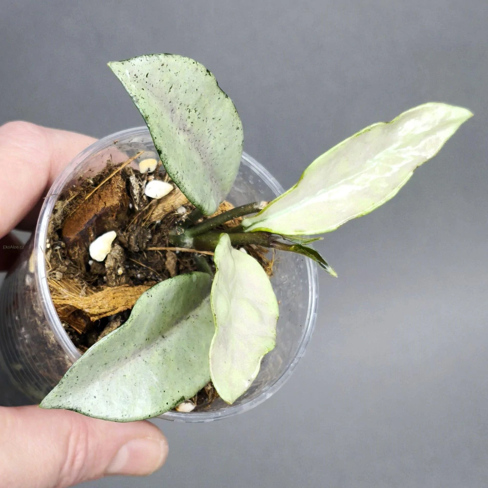 Hoya carnosa Wilbur Graves Silver