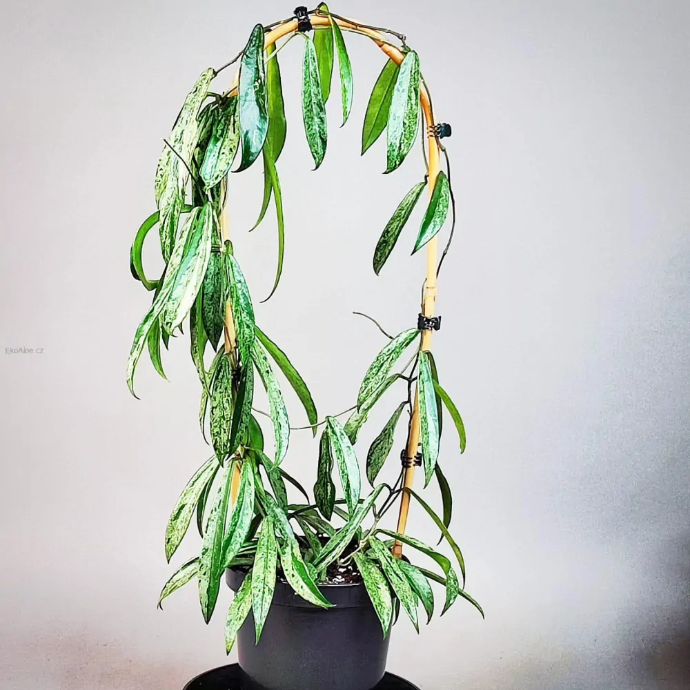 Hoya cv. Minibelle silver splash Řízek k zakořenění