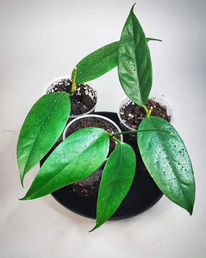 Hoya chewiorum