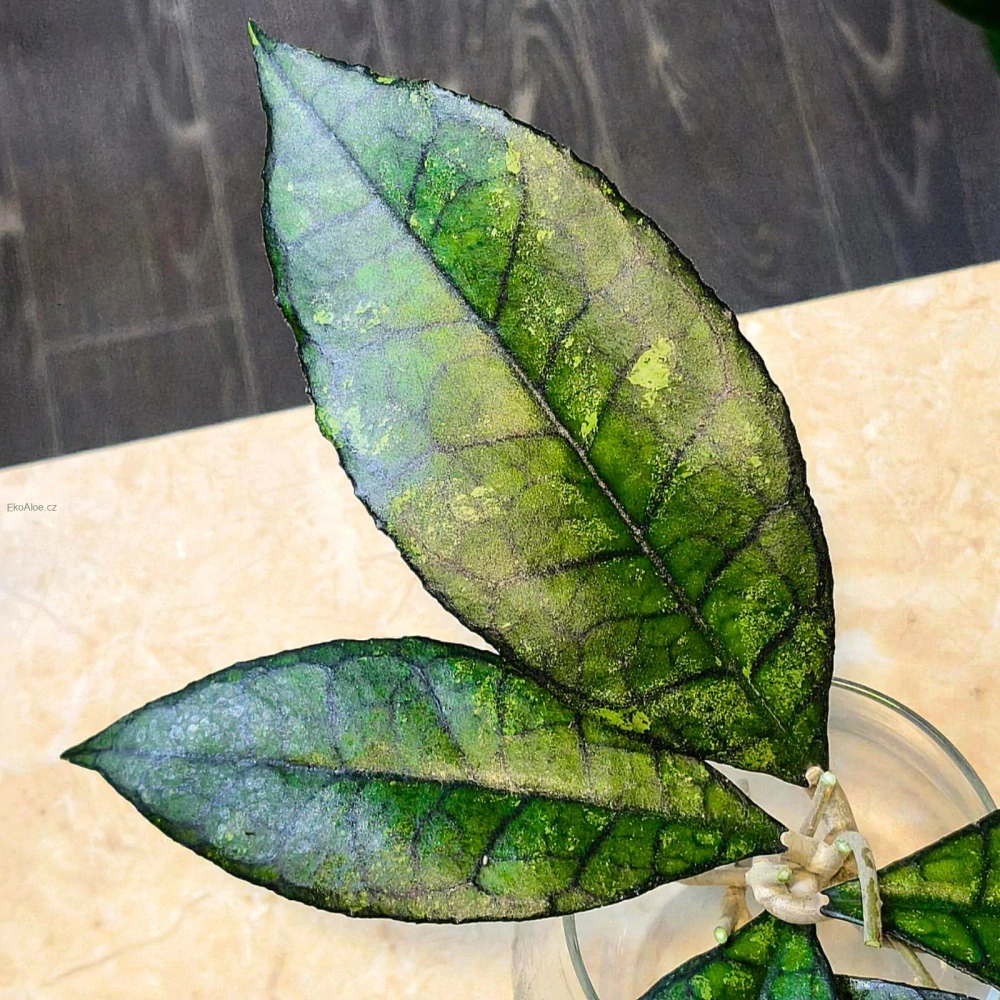 Hoya Finlaysonii cv. Olfe Řízek 