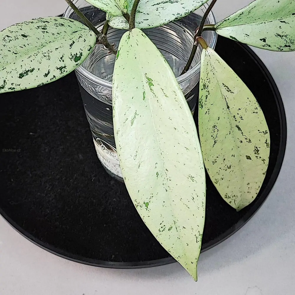 Hoya pubicalyx Silver Pink Ghost Řízek