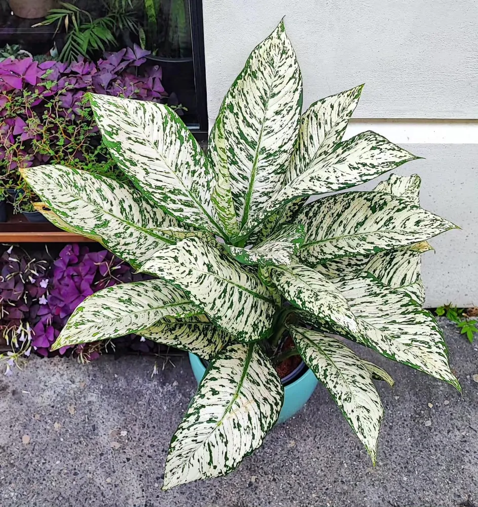 Diefenbachia Starbright XL