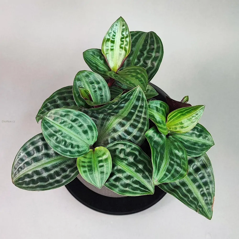 Geogenanthus poeppigii