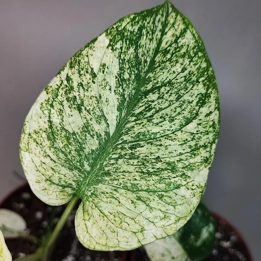 Monstera Deliciosa Mint