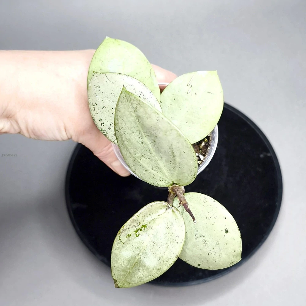 Hoya Verticillata Silver