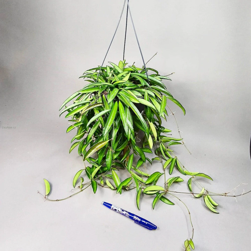 Hoya longifolia wayetii XXL