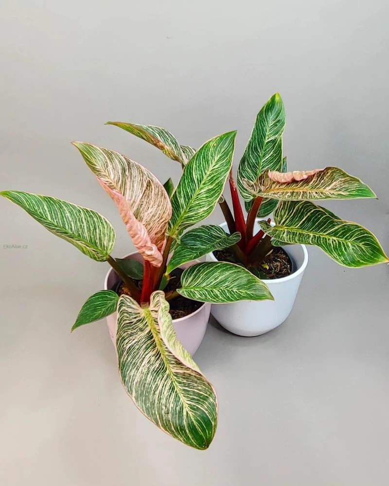 Philodendron Pink Bikini