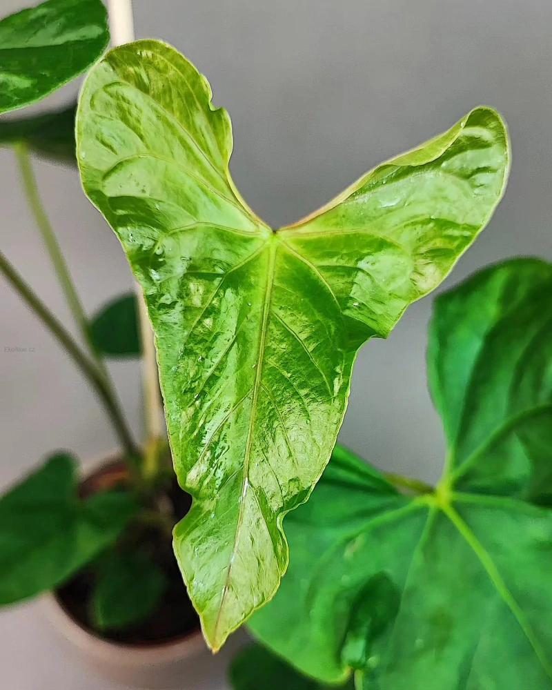 Anthurium balaoanum
