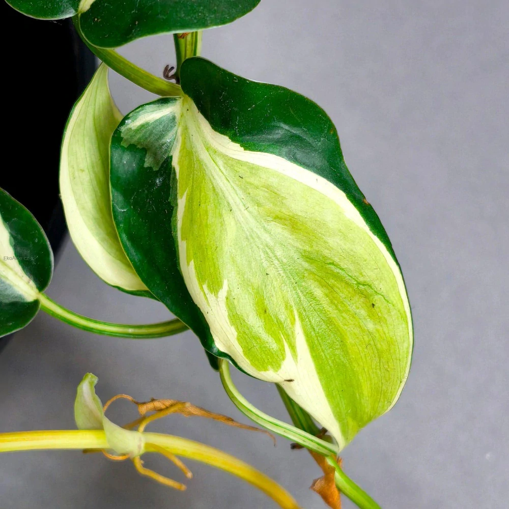 Philodendron Hederaceum Rio
