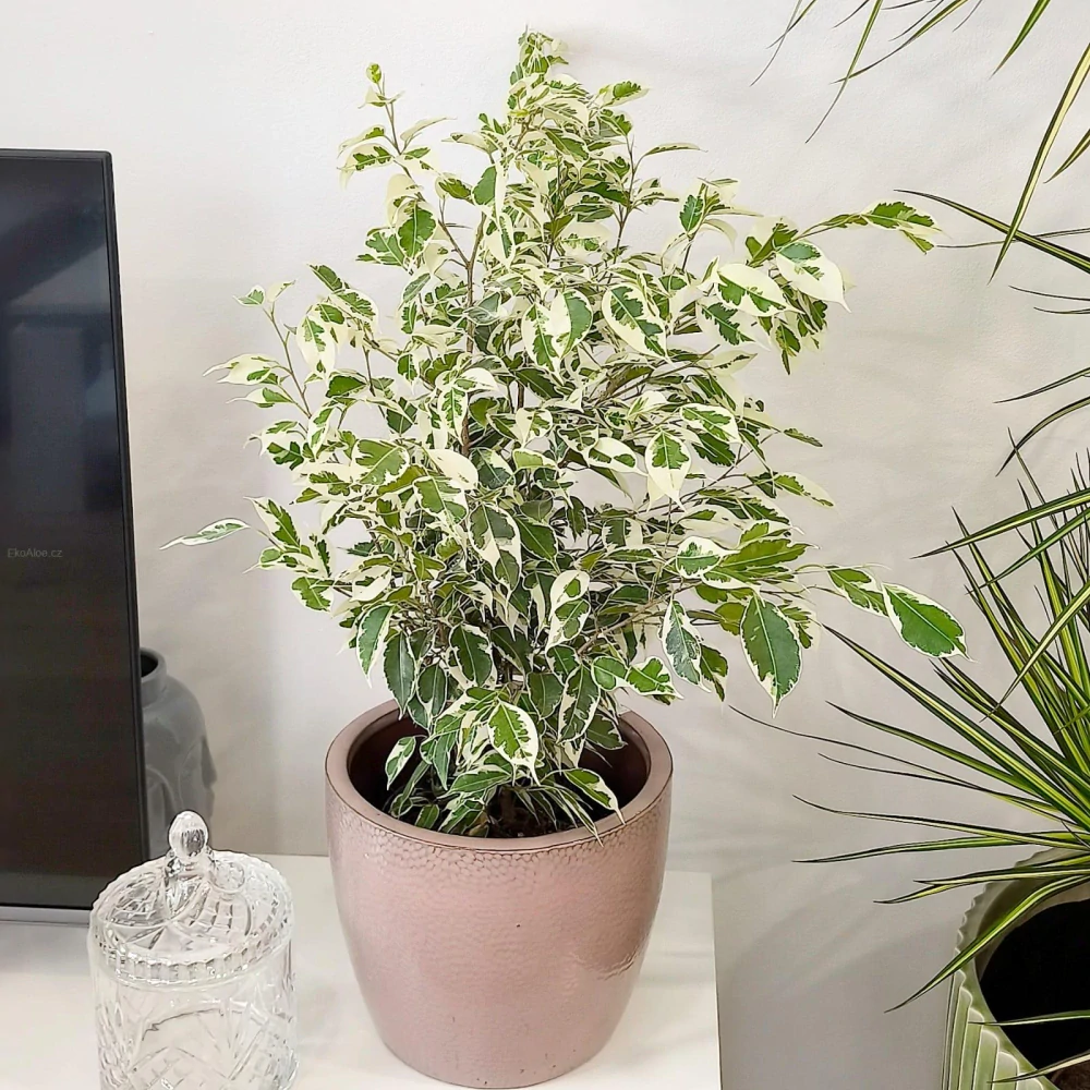 Ficus benjamina Twilight