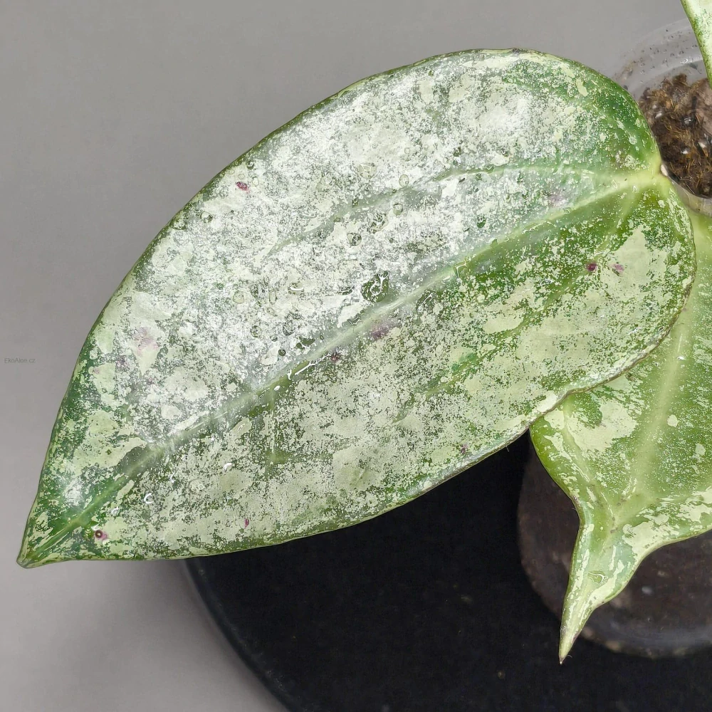 Hoya latifolia silver sp. indonezian