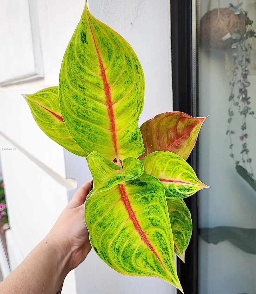 Aglaonema Iguana red