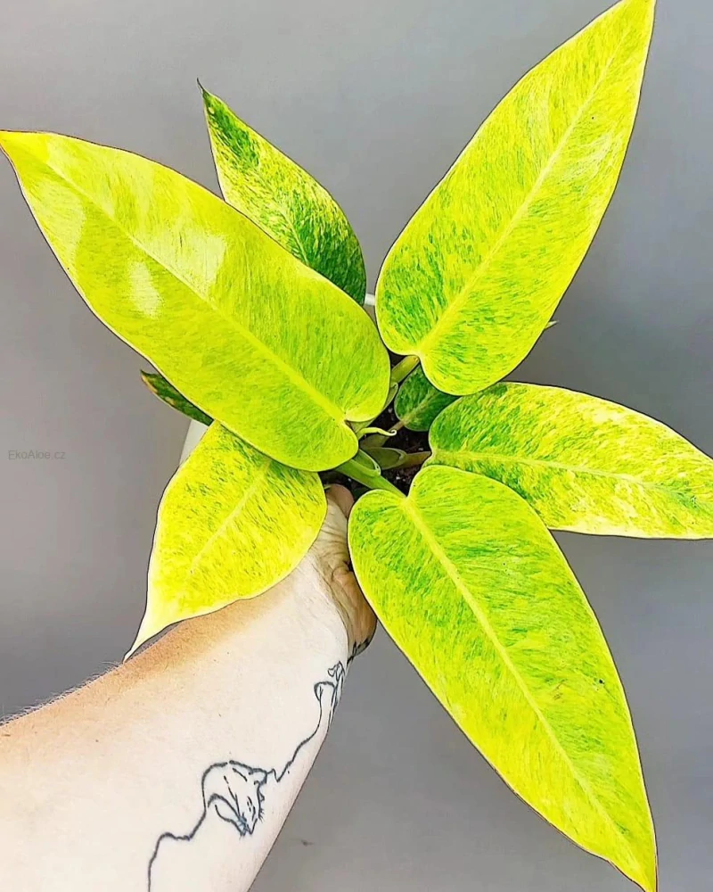 Philodendron Calkins Gold