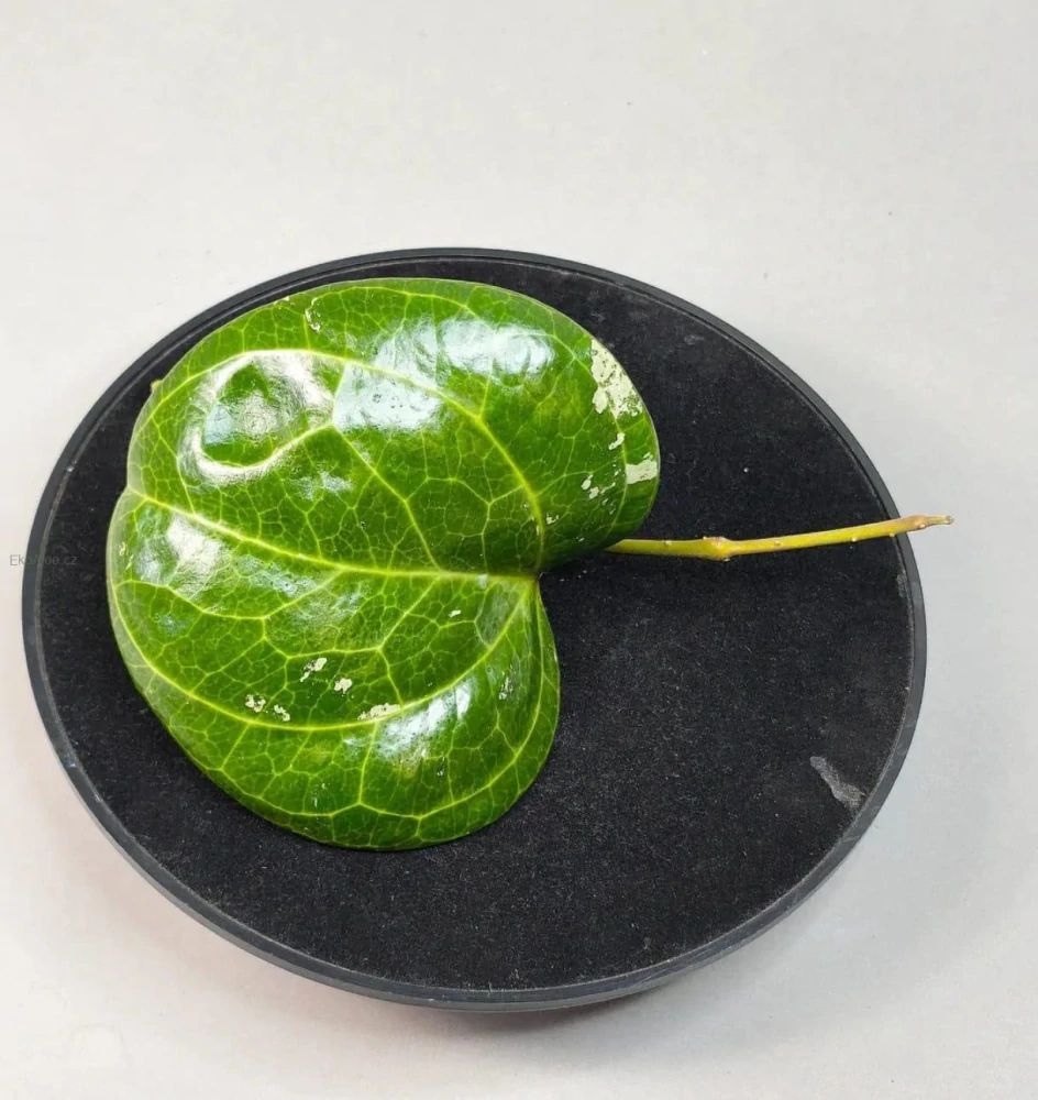 Hoya Sarawak Pink Řízek k zakořenění