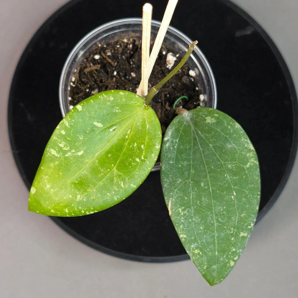 Hoya Glabra black margin