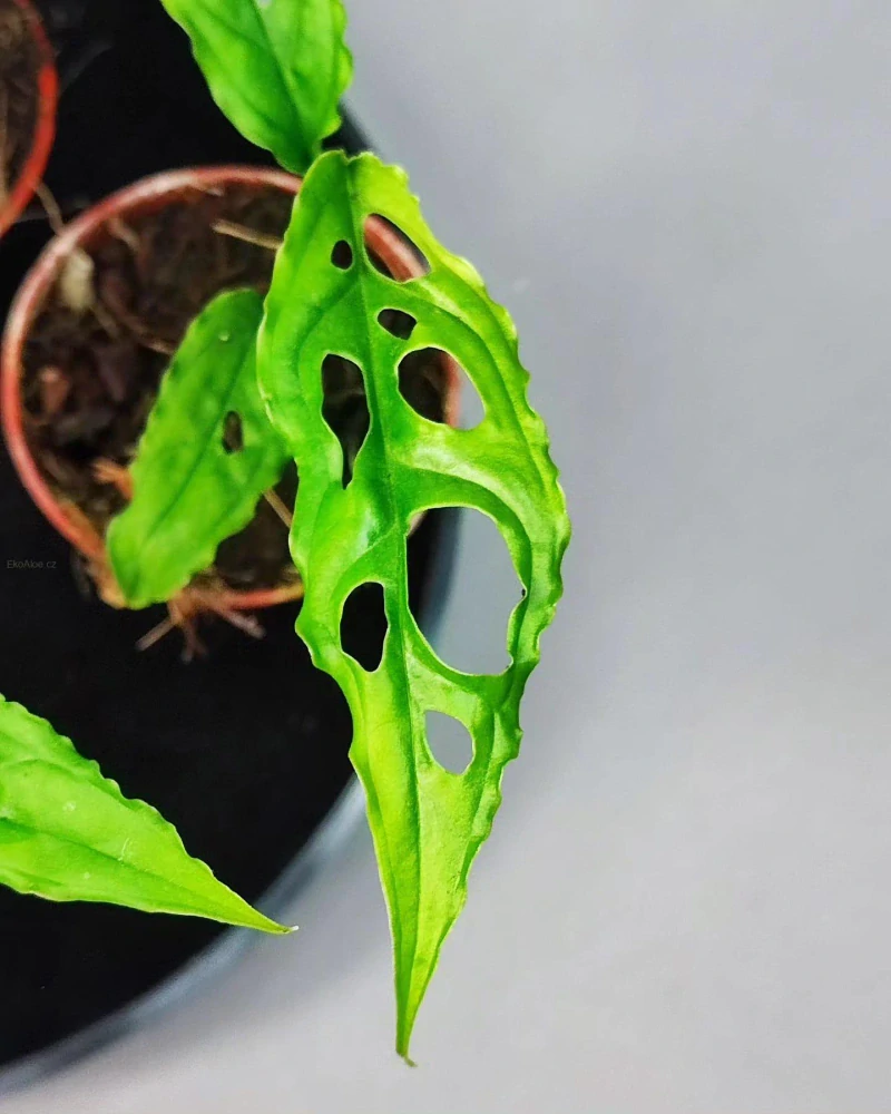 Monstera Obliqua Peru Mini Rostlinka