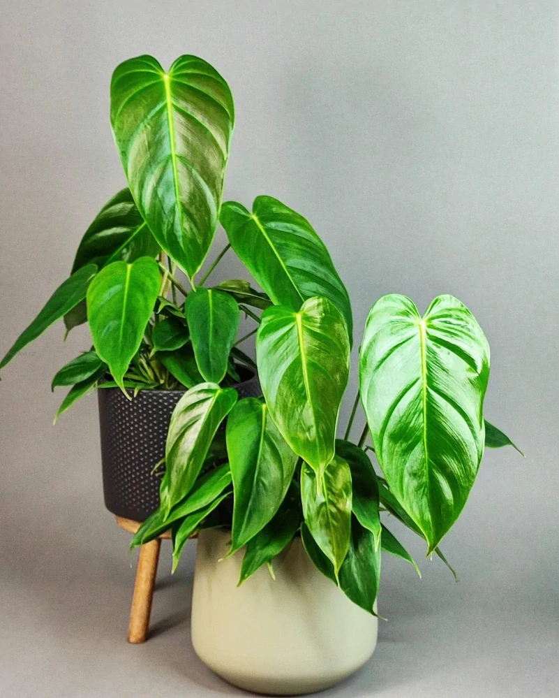 Philodendron esmeraldense