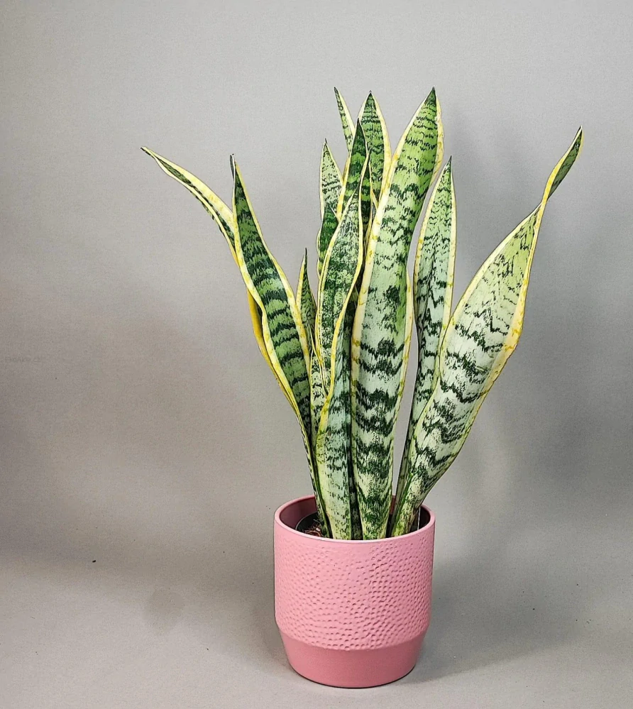 Sansevieria trifasciata Laurentii