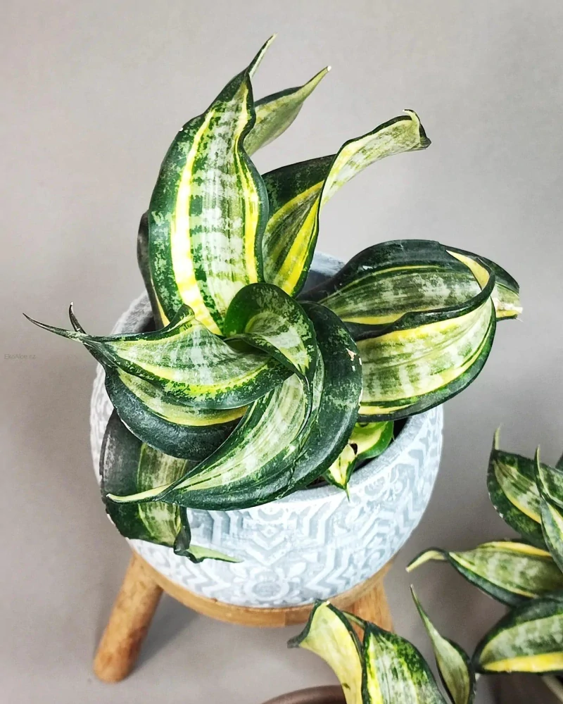 Sansevieria Hahnii Twirl Star