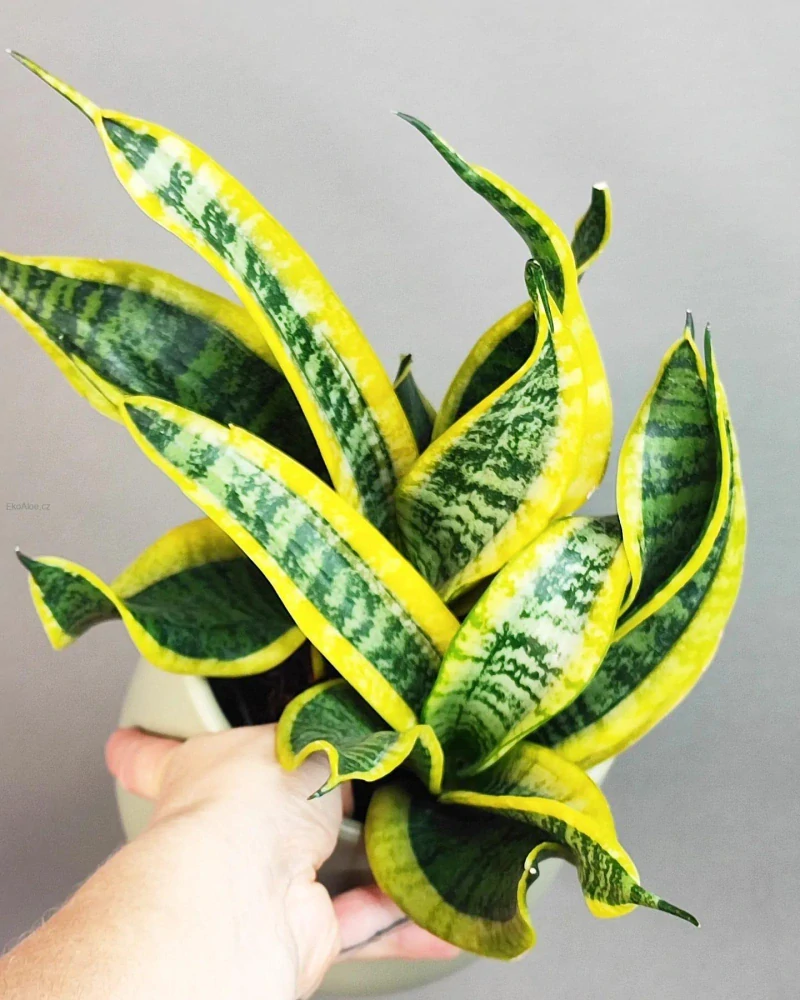 Sansevieria trifasciata Dragon Tongue