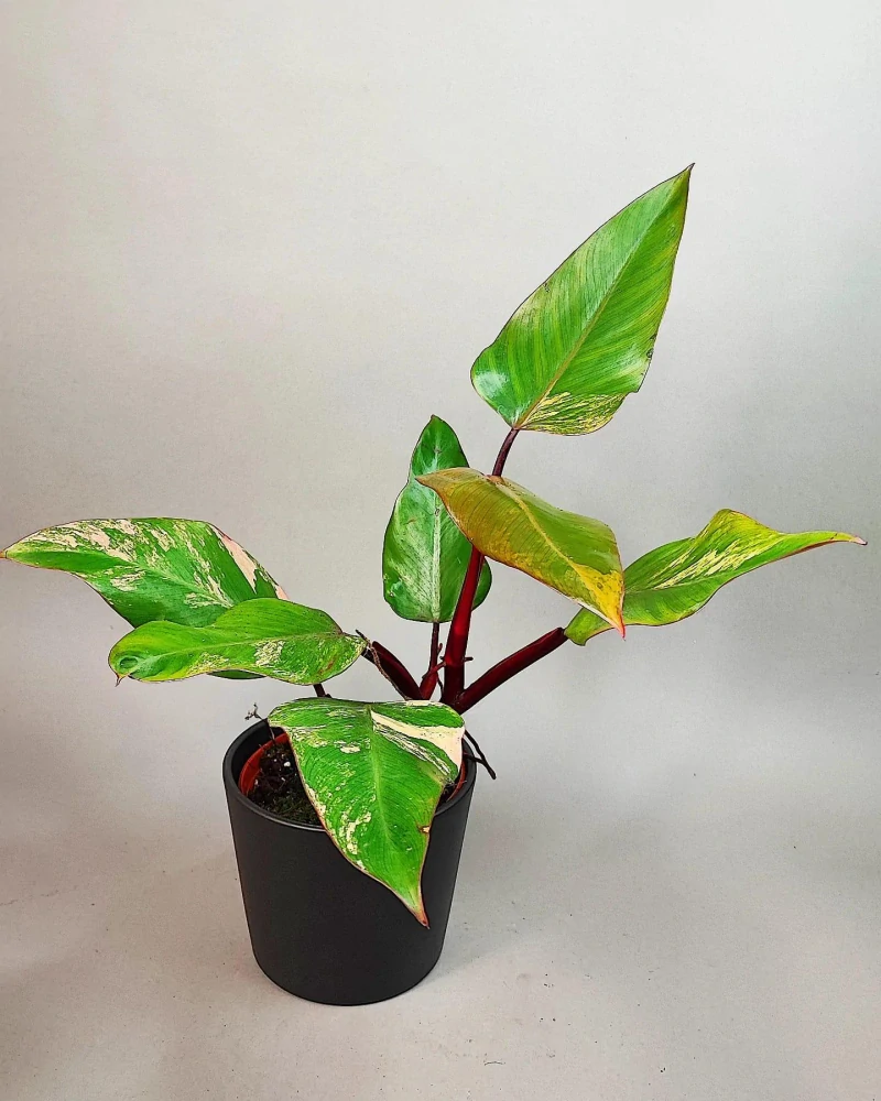 Philodendron Strawberry Shake