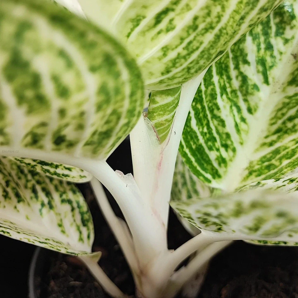 Aglonema white Tiara