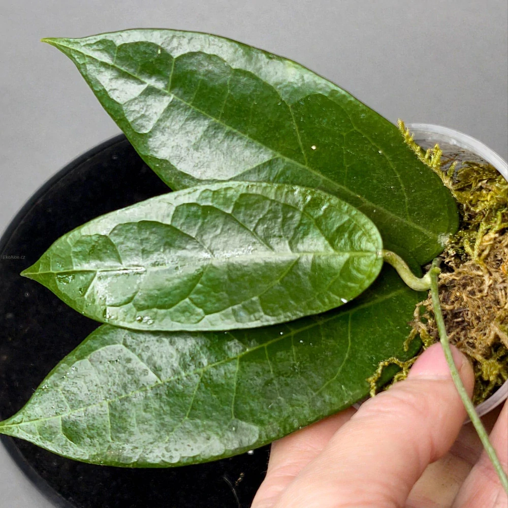 Hoya campanulata IML 1638