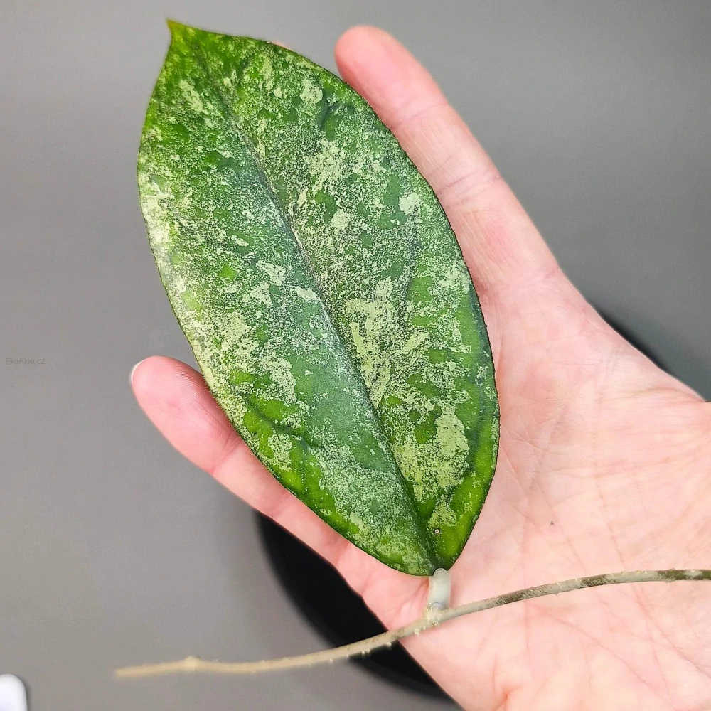 Hoya sp. Bahoi silver řízek k zakořenění