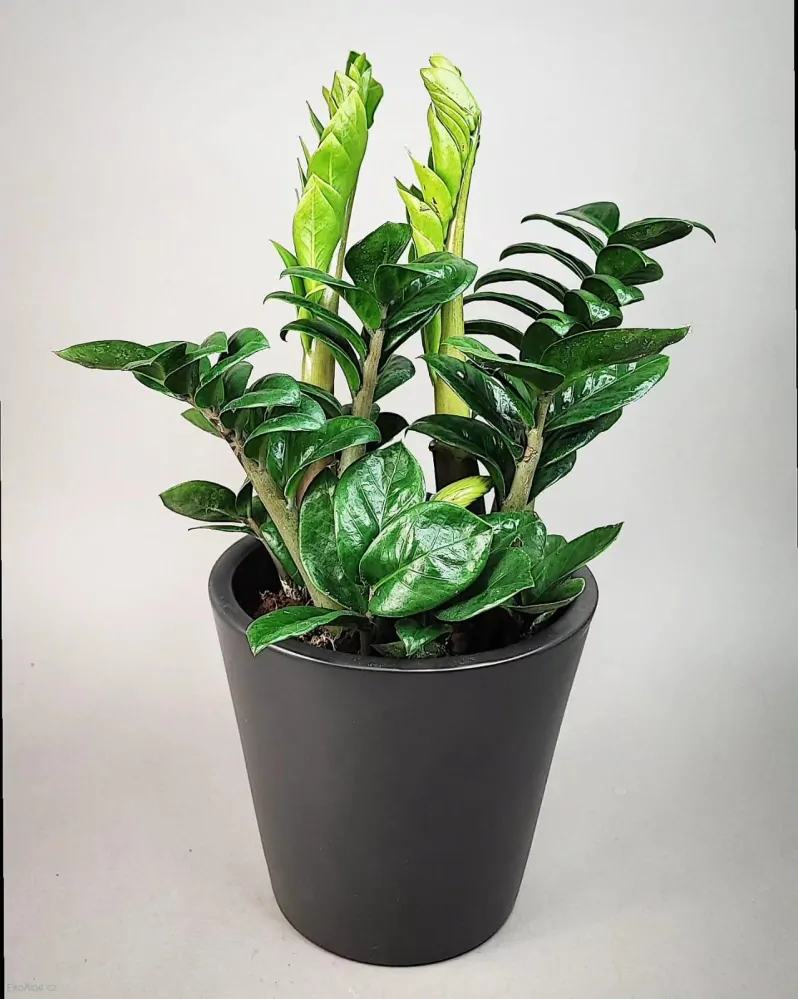 Zamioculcas Zenzi