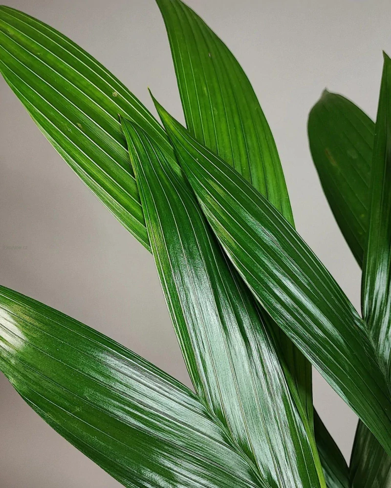 Areca catechu