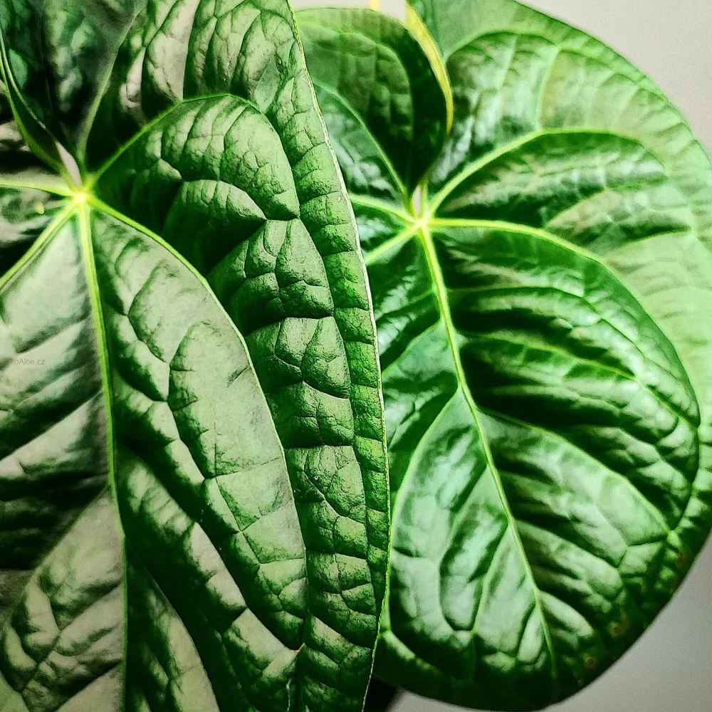 Anthurium Magnificum x Luxurians