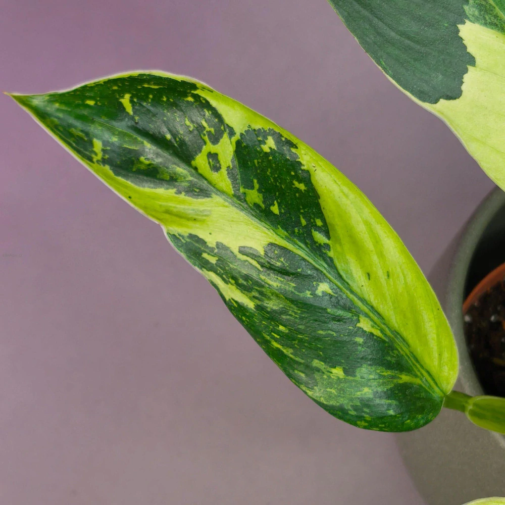 Philodendron Jose Buono