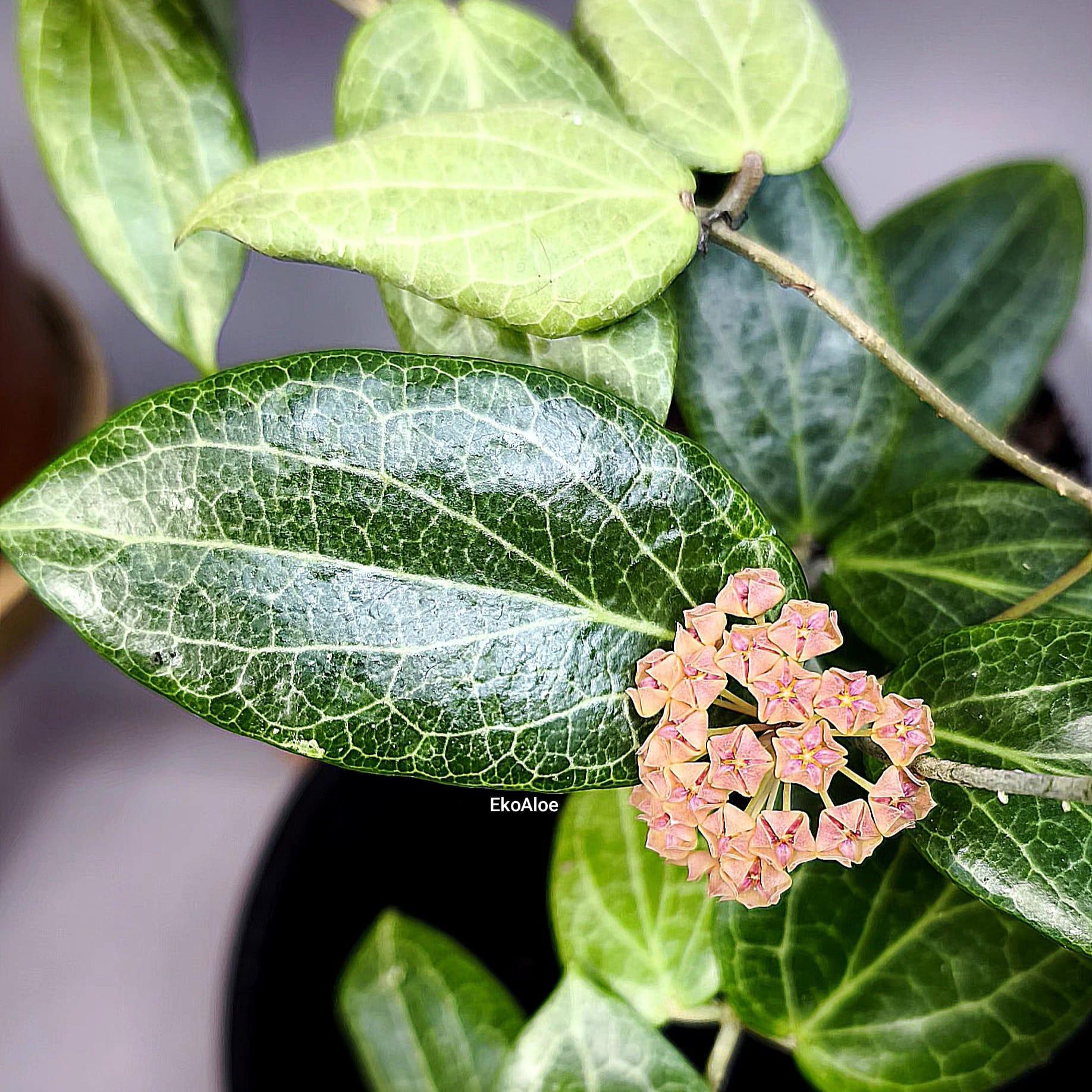 Hoya fitchii