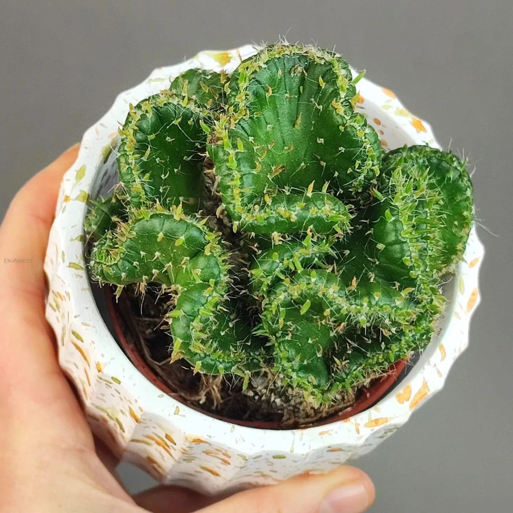 Euphorbia enopla f. cristata
